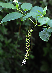 pokeweed-2