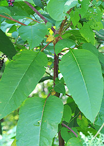 pokeweed-3