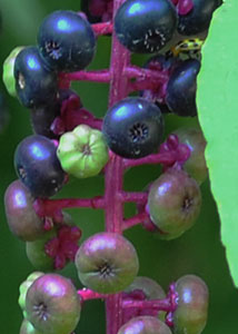 pokeweed-4