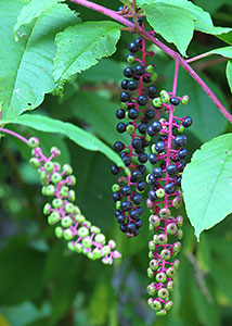 pokeweed-5