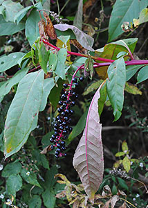 pokeweed-6