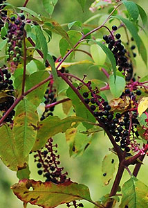 pokeweed-7