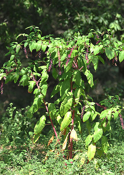 pokeweed