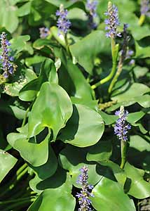 Pickerelweed-1