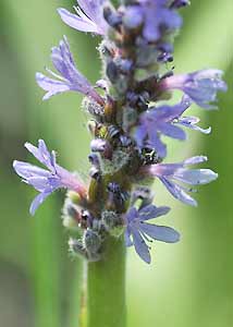Pickerelweed-2