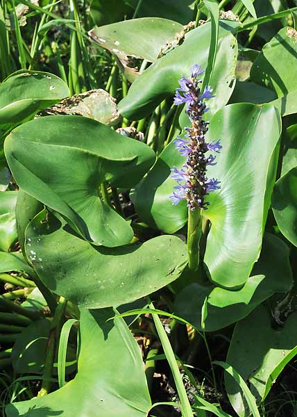 Pickerelweed