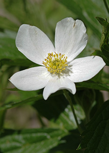 Canada anemone-3