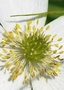Canada anemone