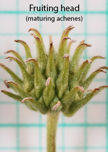 Canada anemone