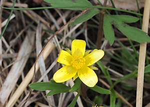 Early buttercup