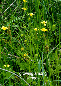 bristly buttercup-1
