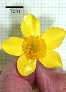bristly buttercup-3
