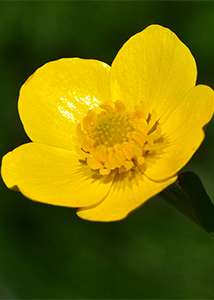 bristly buttercup-4