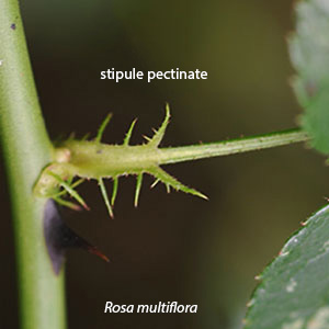 pectinate stipules
