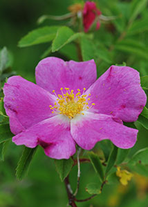 Meadow rose-3