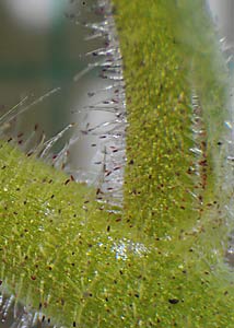 Swamp saxifrage-9