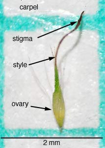 narrow-leaf cat-tail-11
